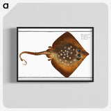 1-9_Ichtyologie-ou-Histoire-naturelle_blk-crop