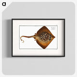 1-9_Ichtyologie-ou-Histoire-naturelle_blk