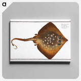 1-9_Ichtyologie-ou-Histoire-naturelle_canvas