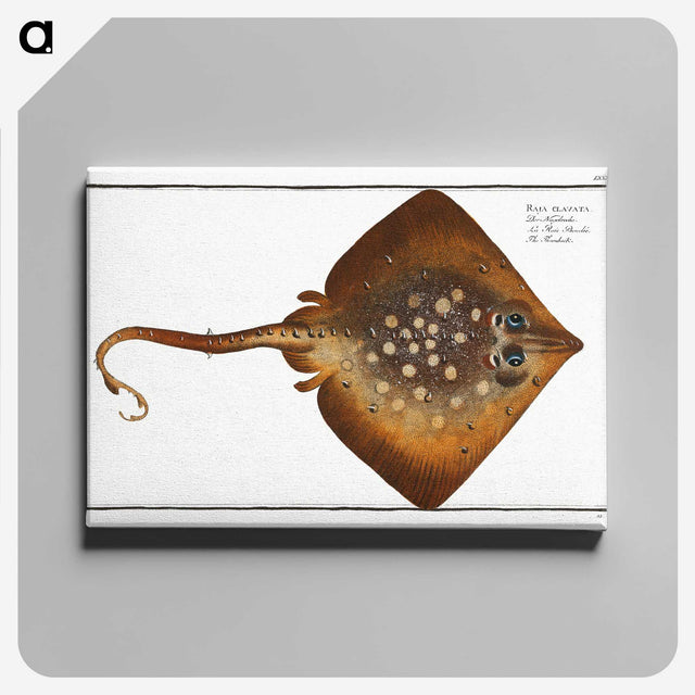 1-9_Ichtyologie-ou-Histoire-naturelle_canvas