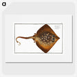 1-9_Ichtyologie-ou-Histoire-naturelle_picture