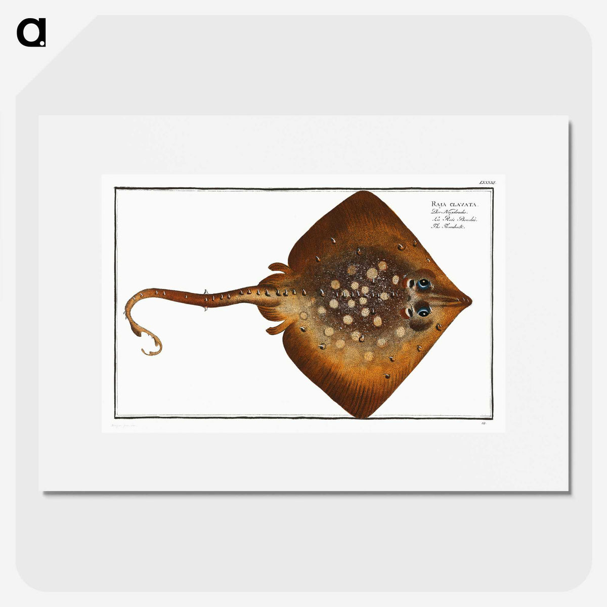 1-9_Ichtyologie-ou-Histoire-naturelle_picture