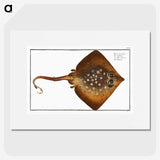 1-9_Ichtyologie-ou-Histoire-naturelle_picture