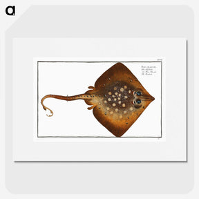 1-9_Ichtyologie-ou-Histoire-naturelle_picture
