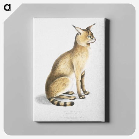 1-9_Indian-Zoology_canvas