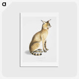 1-9_Indian-Zoology_hagaki