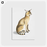 1-9_Indian-Zoology_postcard