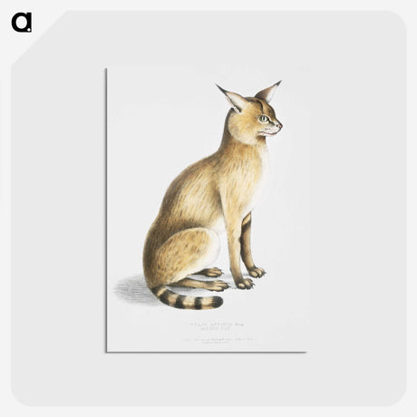 1-9_Indian-Zoology_postcard