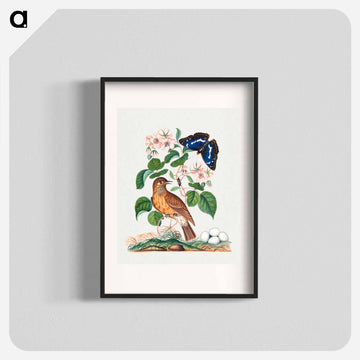 Anna Blackburne's Natural History Cabinet
 - ジェームズ ボルトン Poster.