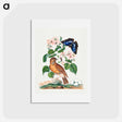 アートポストカード-Anna Blackburne's Natural History Cabinet
 - ジェームズ ボルトン Postcard.