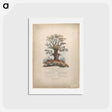 アートポストカード-The Royal Allied Oak and Self-Created Mushroom Kings
 - ジェームス ヒース Postcard.