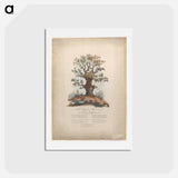 アートポストカード-The Royal Allied Oak and Self-Created Mushroom Kings
 - ジェームス ヒース Postcard.