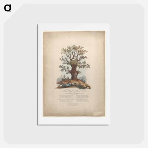 アートポストカード-The Royal Allied Oak and Self-Created Mushroom Kings
 - ジェームス ヒース Postcard.