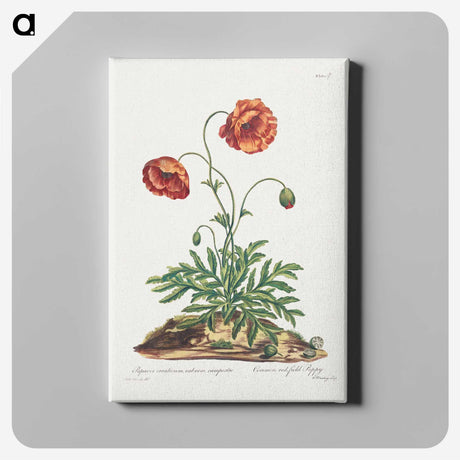 1-9_John-Edwards_canvas