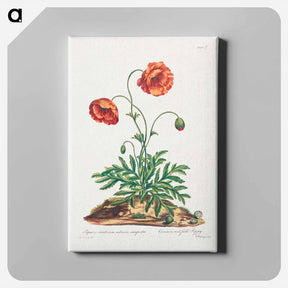 アートパネル-Red Field Poppy
 - ジョン エドワーズ Canvas.