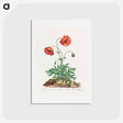 アートポストカード-Red Field Poppy
 - ジョン エドワーズ Postcard.