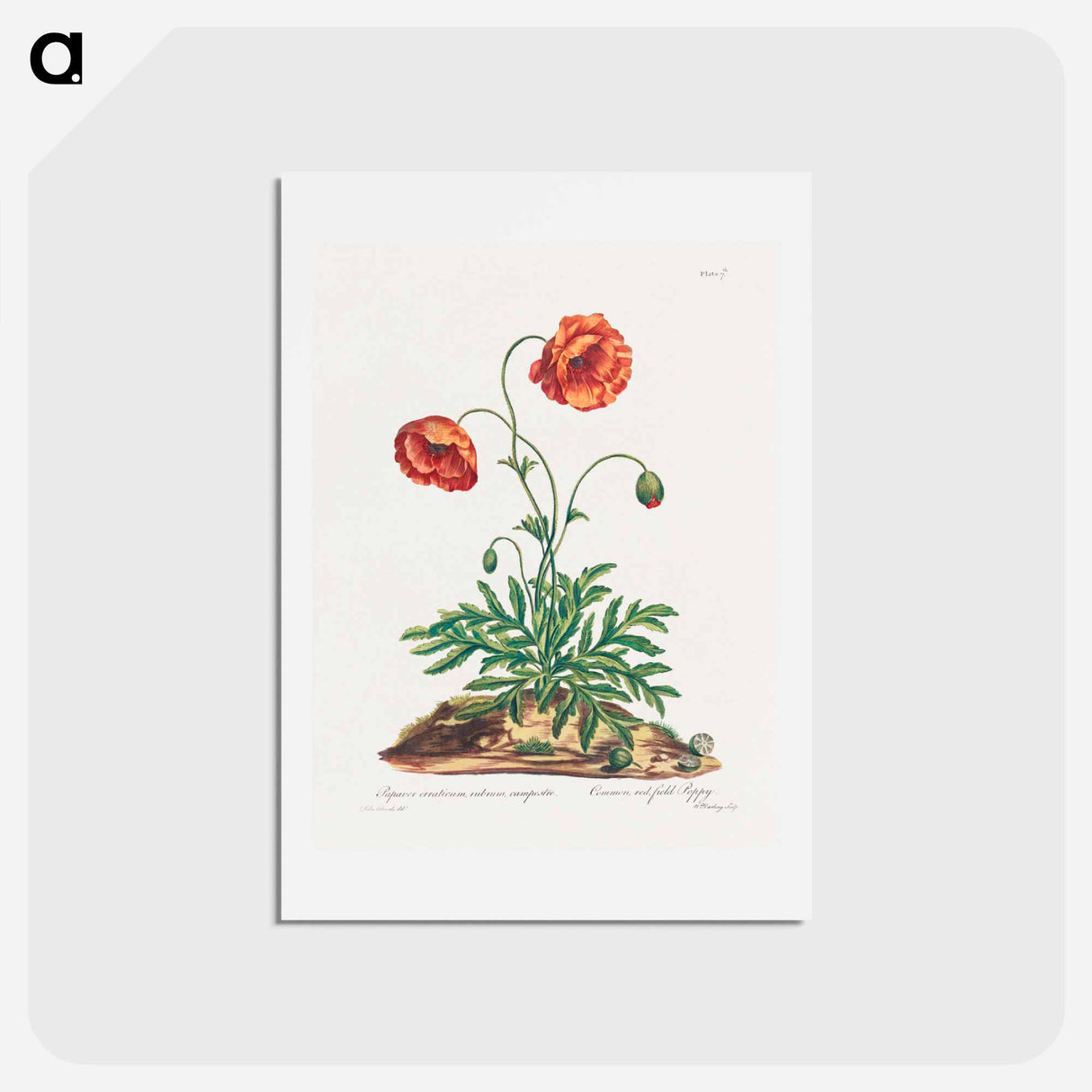 アートポストカード-Red Field Poppy
 - ジョン エドワーズ Postcard.