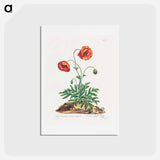 アートポストカード-Red Field Poppy
 - ジョン エドワーズ Postcard.