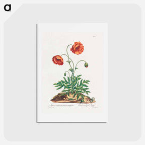 アートポストカード-Red Field Poppy
 - ジョン エドワーズ Postcard.