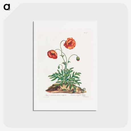 アートポストカード-Red Field Poppy
 - ジョン エドワーズ Postcard.