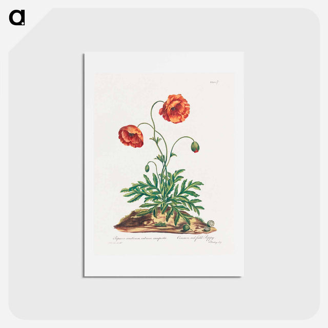 アートポストカード-Red Field Poppy
 - ジョン エドワーズ Postcard.