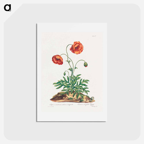 Red Field Poppy
 - ジョン エドワーズ Postcard.