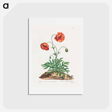 Red Field Poppy
 - ジョン エドワーズ Postcard.