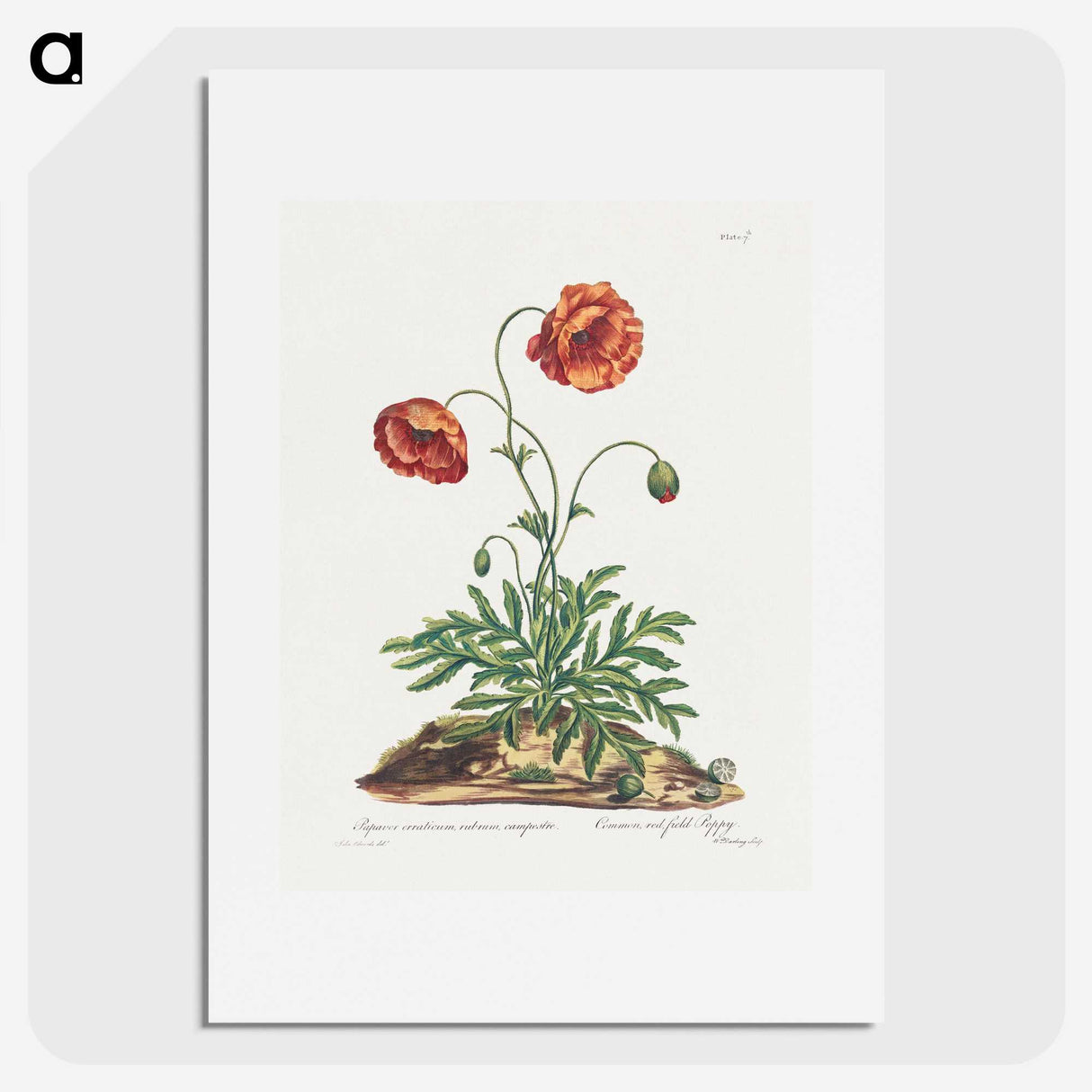 1-9_John-Edwards_picture