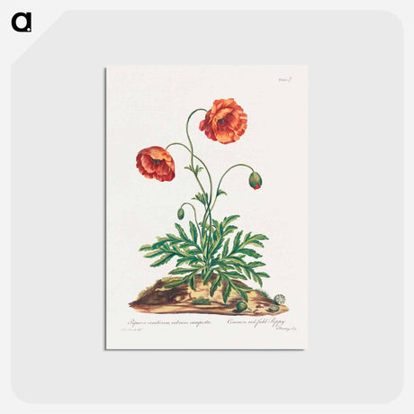 アートポストカード-Red Field Poppy
 - ジョン エドワーズ Postcard.