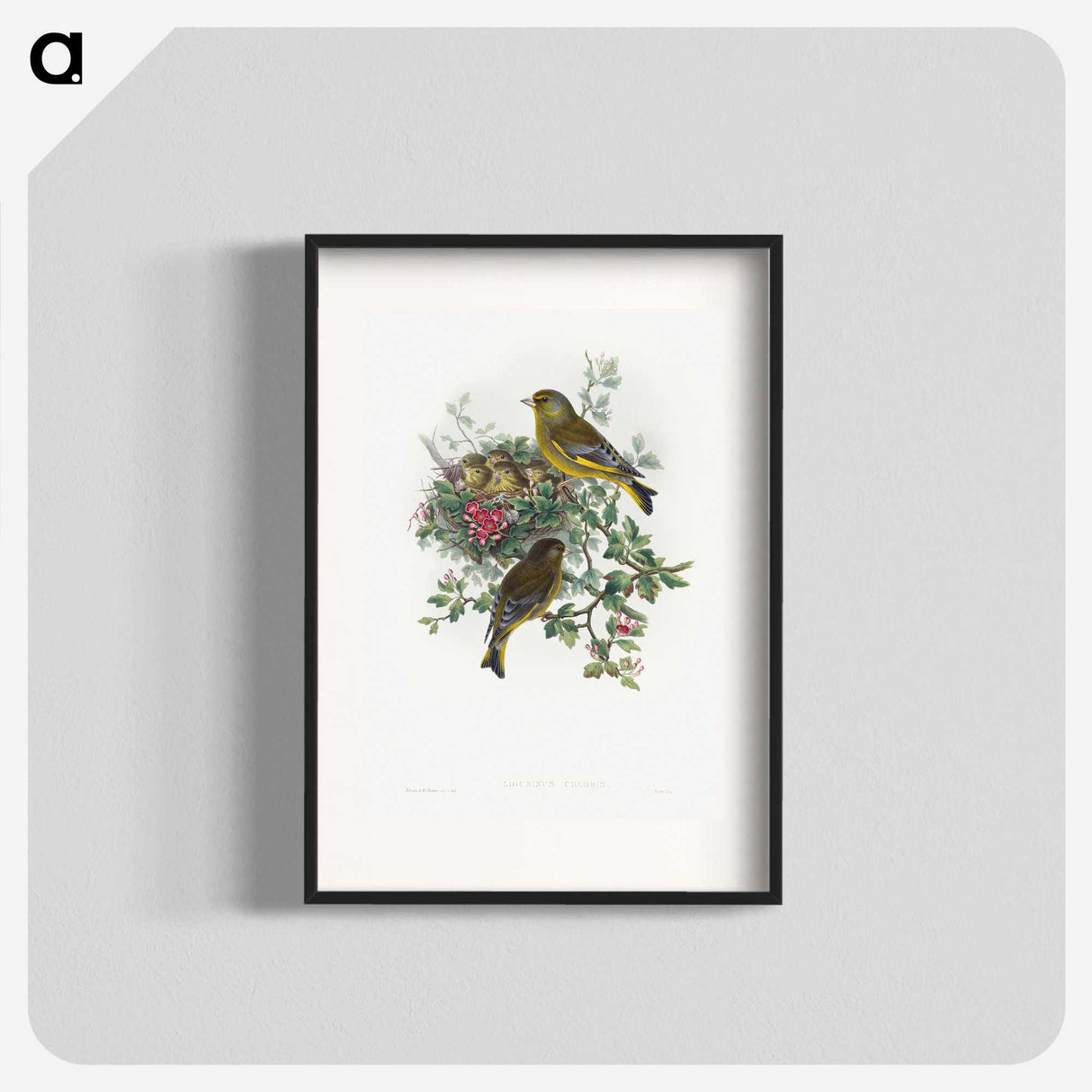 1-9_John-Gould_blk