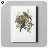 1-9_John-Gould_canvas