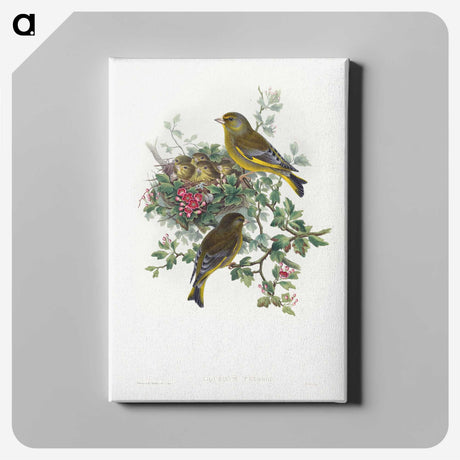 1-9_John-Gould_canvas