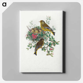 アートパネル-Greenfinch
 - ジョン グールド Canvas.