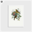 アートポストカード-Greenfinch
 - ジョン グールド Postcard.