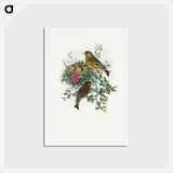 アートポストカード-Greenfinch
 - ジョン グールド Postcard.