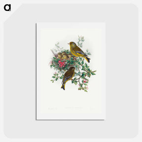 アートポストカード-Greenfinch
 - ジョン グールド Postcard.