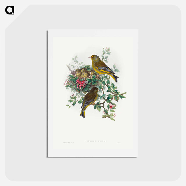 アートポストカード-Greenfinch
 - ジョン グールド Postcard.