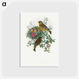 アートポストカード-Greenfinch
 - ジョン グールド Postcard.