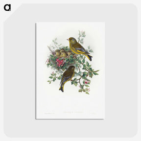 1-9_John-Gould_postcard