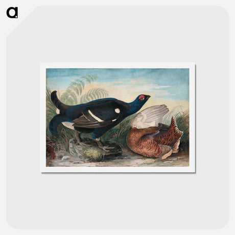 アートポストカード-English Black Cocks
 - ジョン ジェームス オーデュボン Postcard.