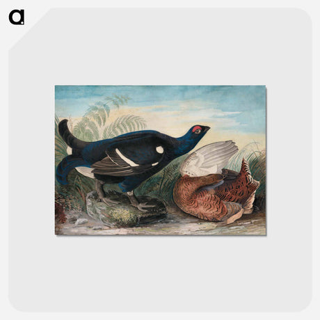 アートポストカード-English Black Cocks
 - ジョン ジェームス オーデュボン Postcard.