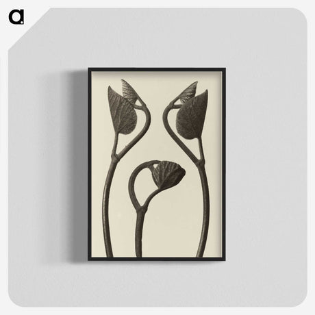 1-9_Karl-Blossfeldt_blk-crop