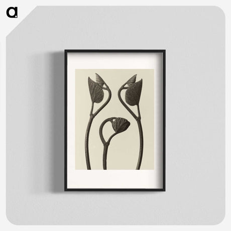 1-9_Karl-Blossfeldt_blk