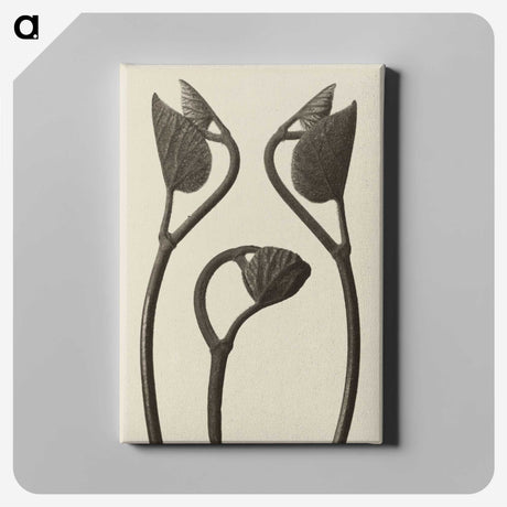 1-9_Karl-Blossfeldt_canvas
