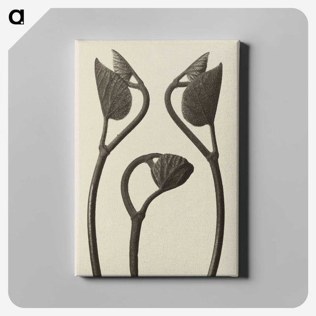 1-9_Karl-Blossfeldt_canvas