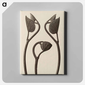 アートパネル-Aristolochia stems and leaves - カール ブロスフェルト Canvas.
