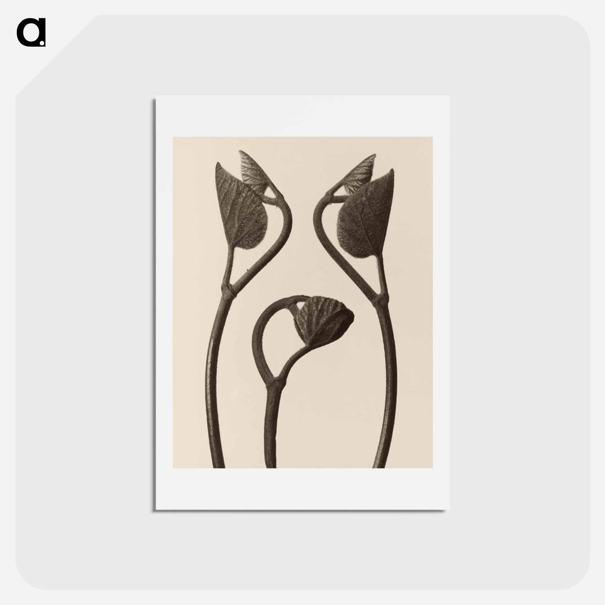 アートポストカード-Aristolochia stems and leaves - カール ブロスフェルト Postcard.