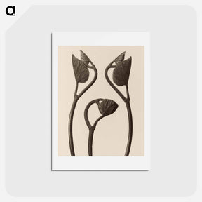 アートポストカード-Aristolochia stems and leaves - カール ブロスフェルト Postcard.