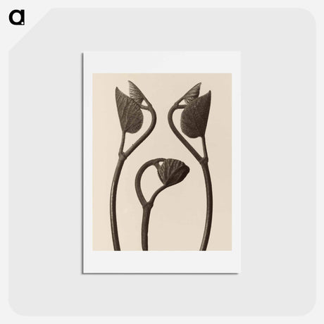 アートポストカード-Aristolochia stems and leaves - カール ブロスフェルト Postcard.