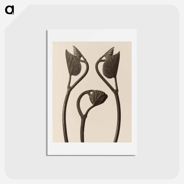 アートポストカード-Aristolochia stems and leaves - カール ブロスフェルト Postcard.